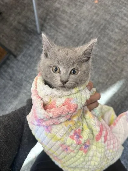 A baby small-sized female Domestic Short Hair cat named Rida for adoption in West Chester, PA