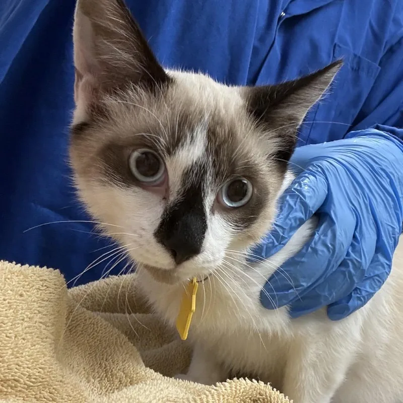 A young small-sized male Cream / Ivory Siamese cat named Seamore for adoption in Springfield, MA