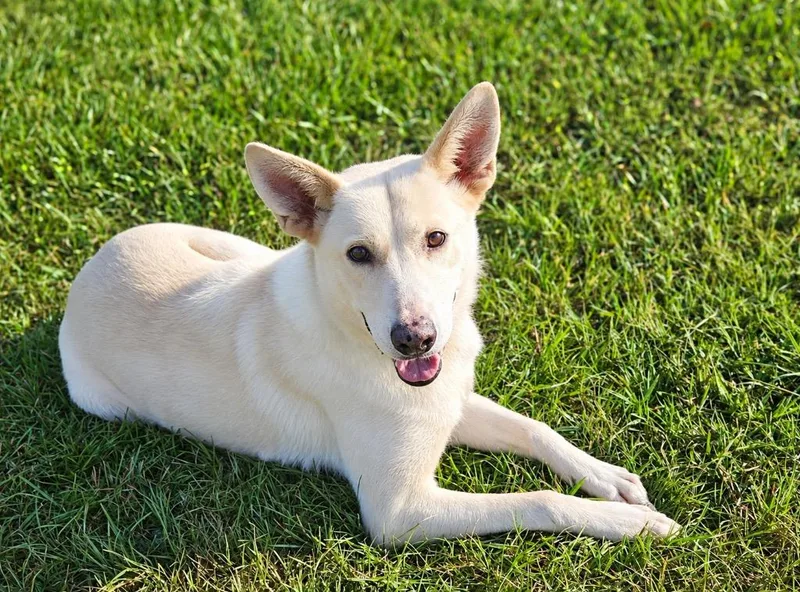 A young medium-sized female German Shepherd Dog dog named Casper for adoption in Marianna, FL