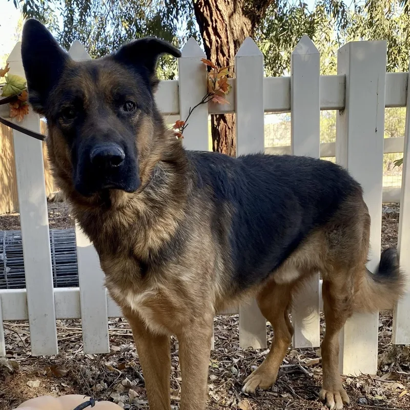 A senior large-sized male Bicolor German Shepherd Dog dog named Tye for adoption in Naperville, IL