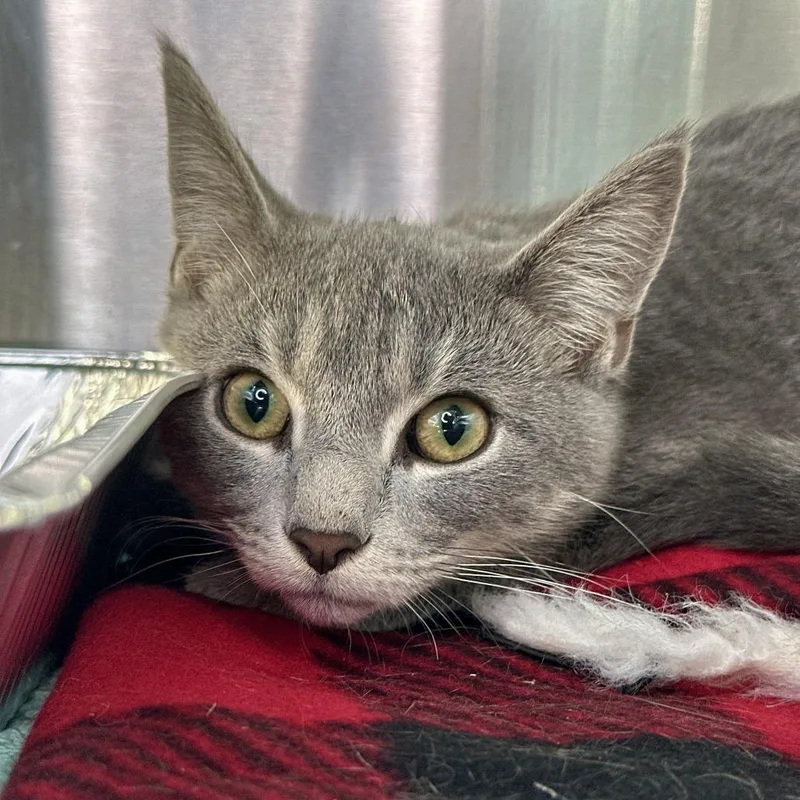 A young small-sized male Gray / Blue / Silver Domestic Short Hair cat named Flannel for adoption in Matteson, IL