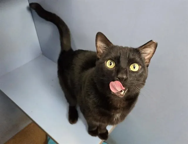 An adult large-sized male Domestic Short Hair cat named Simba for adoption in Martinez, CA