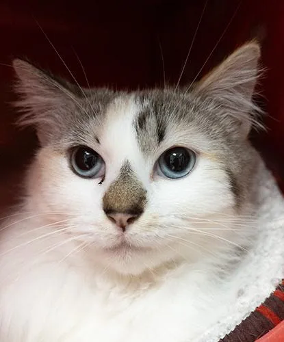 An adult small-sized female Calico Domestic Short Hair cat named Pigtail for adoption in Encinitas, CA