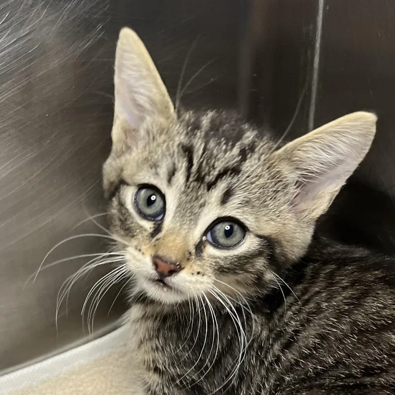 A baby small-sized female Black Domestic Short Hair cat named Pork Bun for adoption in Palm Springs, CA