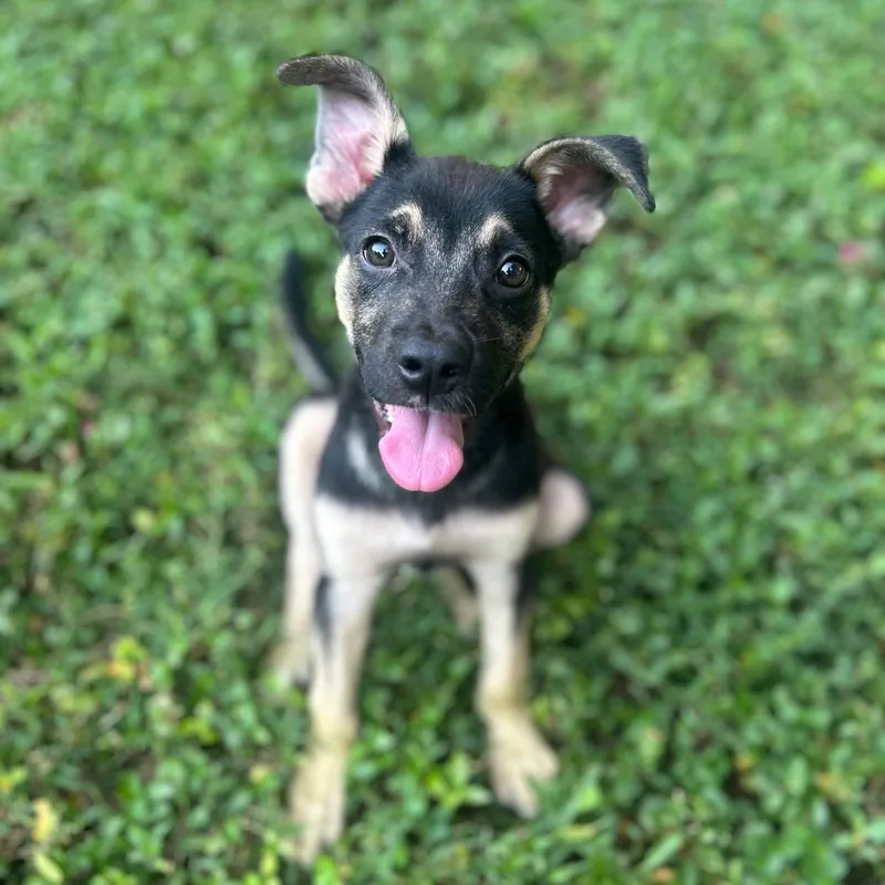 A baby large-sized female German Shepherd Dog dog named Mary Kate for adoption in Spring hill, TN