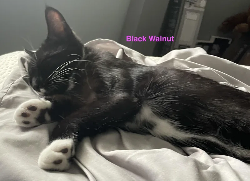 A baby medium-sized male Black & White / Tuxedo Domestic Short Hair cat named Walnut for adoption in Woodbridge, VA