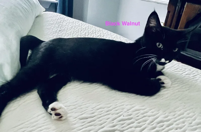 Walnut thumbnail 4
