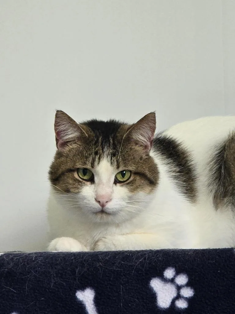 A senior large-sized male Domestic Short Hair cat named Zeus for adoption in Barron, WI