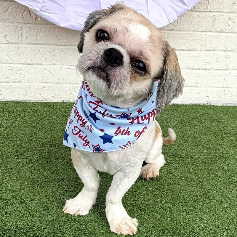 An adult small-sized male White / Cream Shih Tzu dog named Gizmo for adoption in Bessemer, AL