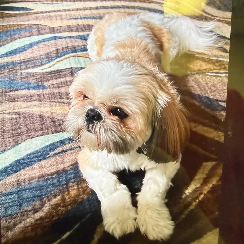 Gizmo thumbnail 3