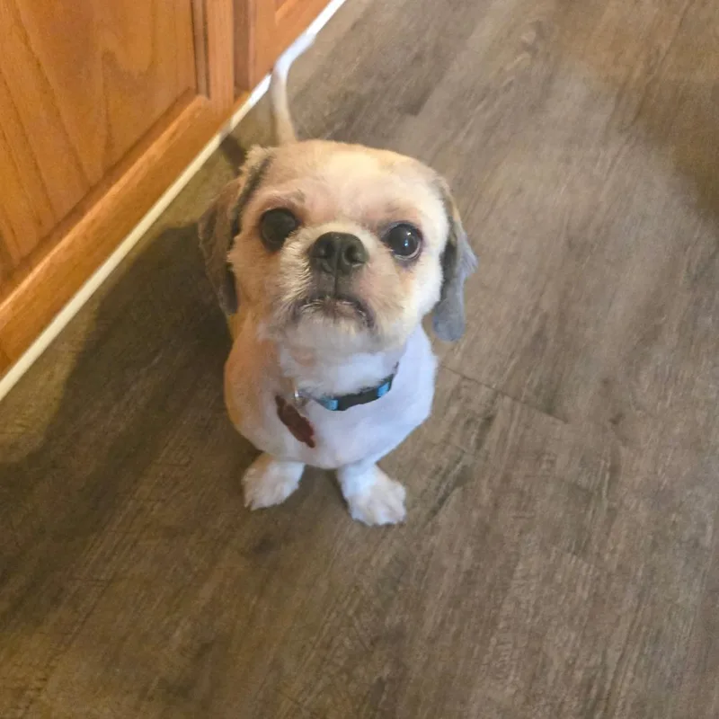Gizmo thumbnail 6