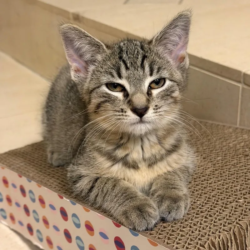 A baby small-sized female Domestic Short Hair cat named Lucy for adoption in Hampton Bays, NY