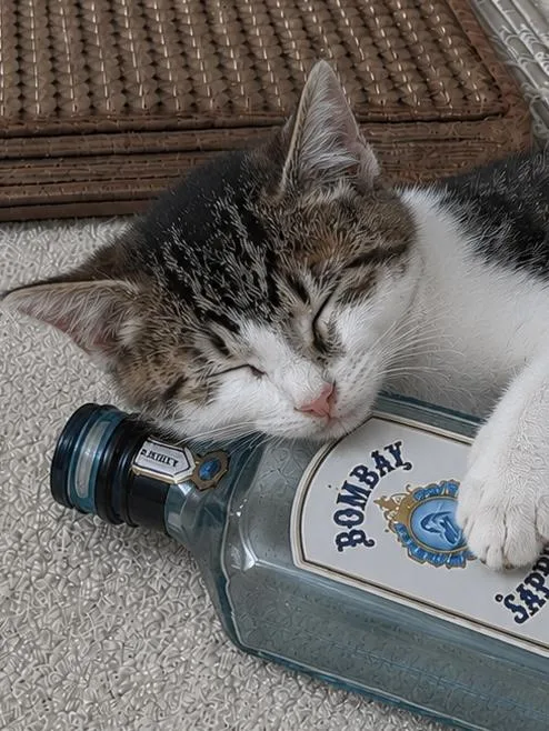 Bombay & Johnnie thumbnail 2