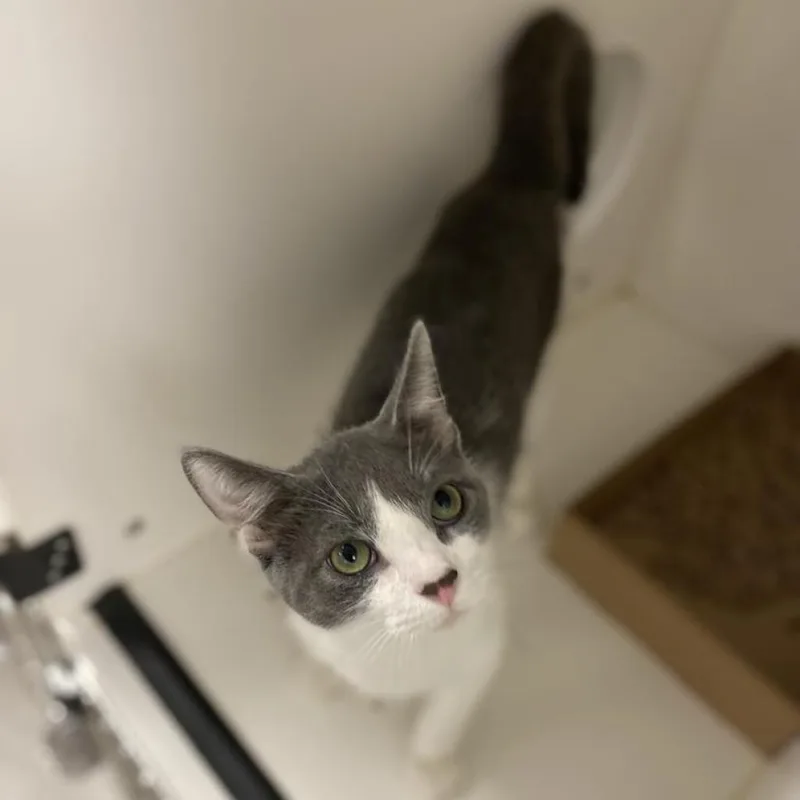 An adult large-sized male Gray / Blue / Silver Domestic Short Hair cat named Yoda for adoption in Philadelphia, PA