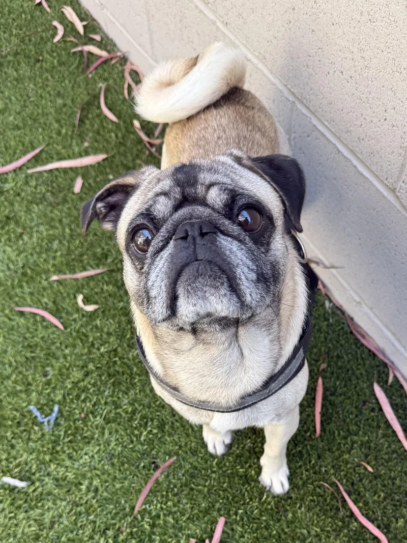 An adult small-sized male Yellow / Tan / Blond / Fawn Pug dog named Bernard for adoption in Los Alamitos, CA