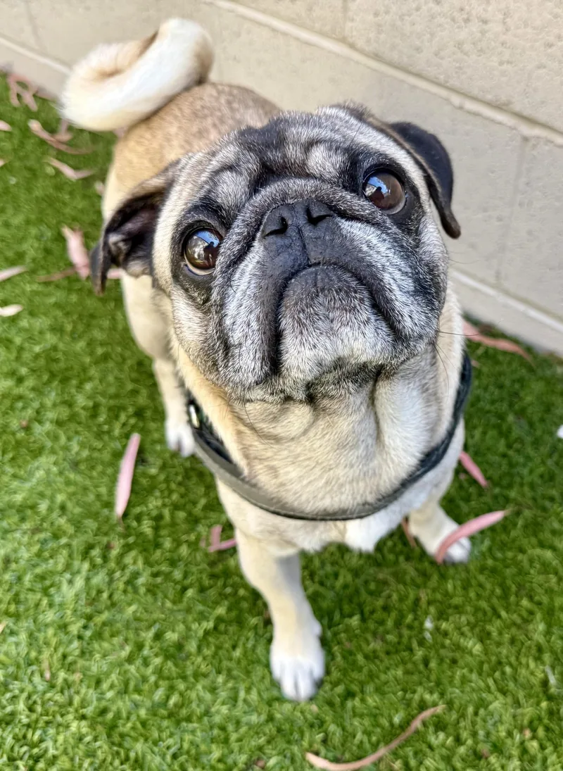 Bernard thumbnail 3