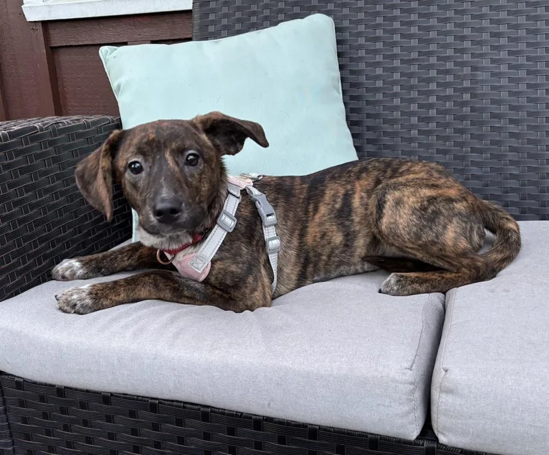 Nettle thumbnail 3