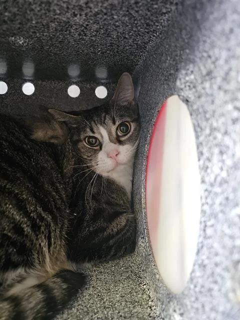 An adult small-sized male Domestic Short Hair cat named Dongyeobee for adoption in Dallas, TX