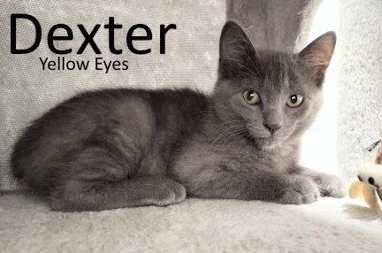 Dexter thumbnail 2