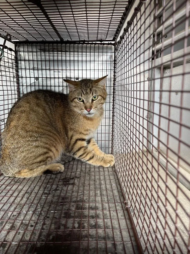 A young medium-sized male Domestic Short Hair cat named Hickory for adoption in New Braunfels, TX