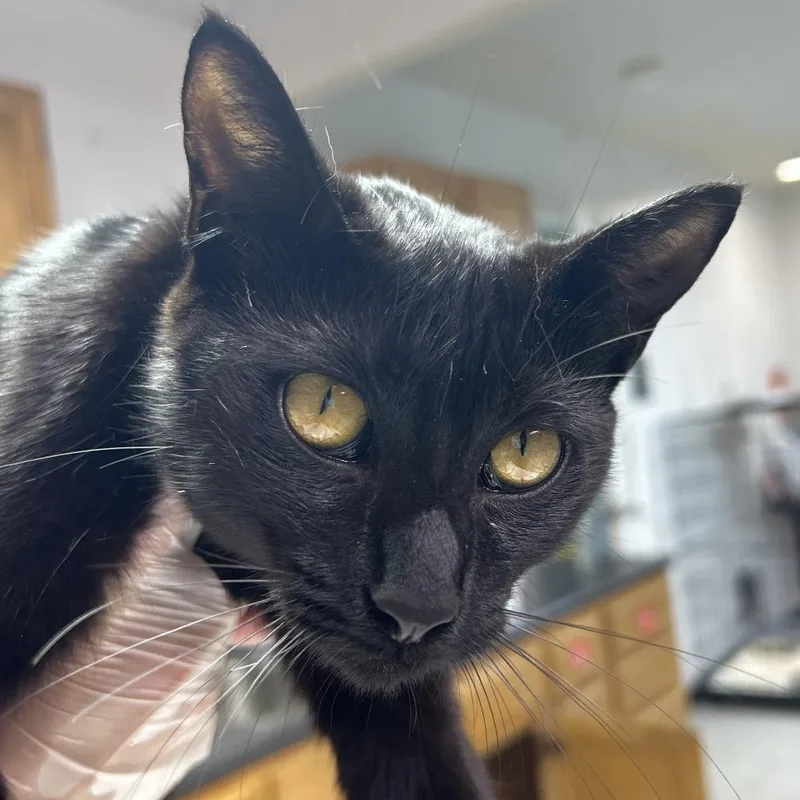An adult medium-sized female Black Domestic Short Hair cat named Hermione for adoption in Leander, TX