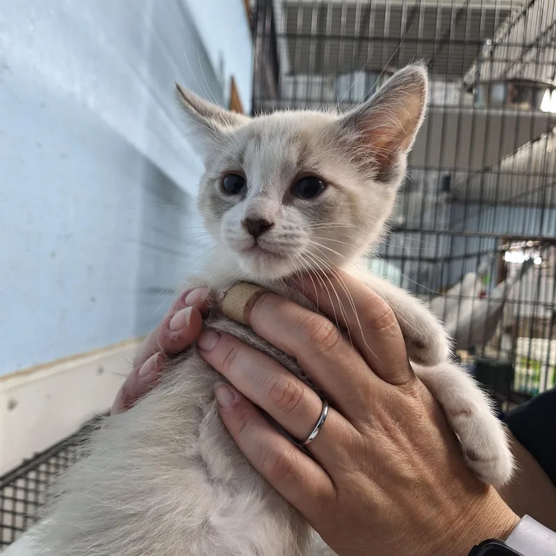 A baby medium-sized male Domestic Short Hair cat named John for adoption in Clarinda, IA