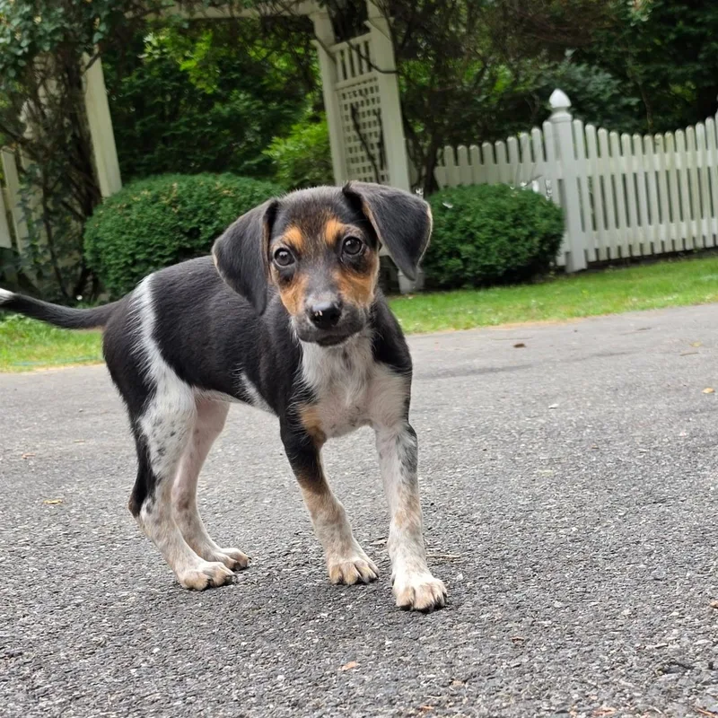 A baby medium-sized female Beagle dog named Gertie for adoption in Columbia, MD
