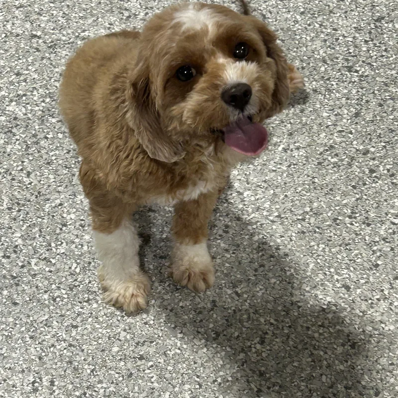 An adult small-sized female Apricot / Beige Cavapoo dog named Brandy lbs for adoption in Antwerp, OH