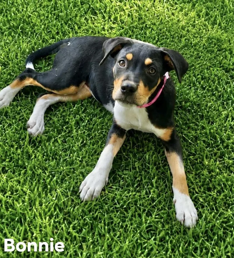 A baby medium-sized female Hound dog named Bonnie Kelly for adoption in Manchester, CT