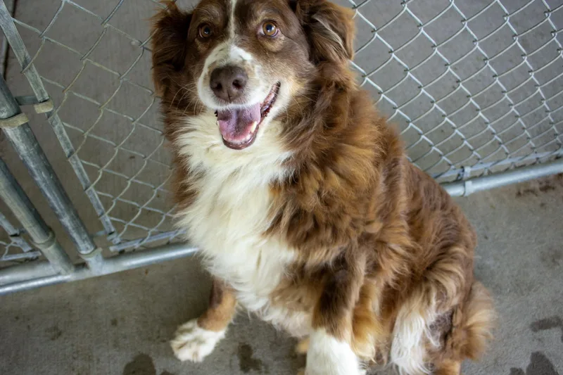 An adult medium-sized female Red / Chestnut / Orange Australian Shepherd dog named Savannah for adoption in Neillsville, WI