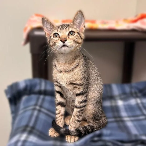 A baby small-sized male Brown / Chocolate Domestic Short Hair cat named Peter for adoption in Davenport, IA
