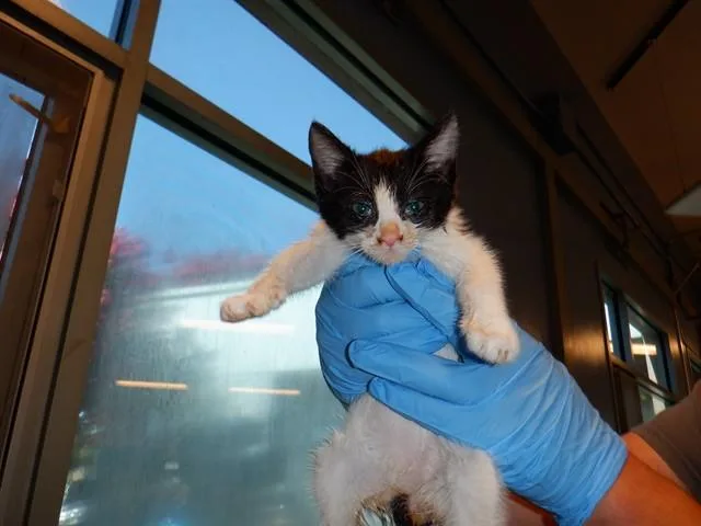A baby small-sized female Domestic Short Hair cat named Scout for adoption in San Jose, CA