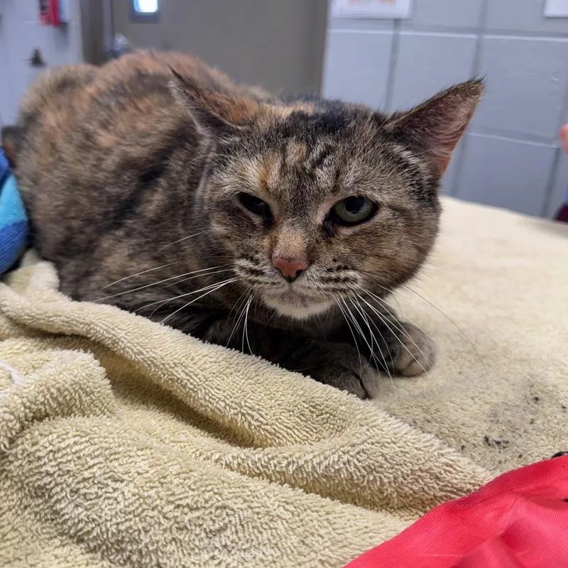 An adult medium-sized female Brown / Chocolate Domestic Short Hair cat named Cinnamon for adoption in West Olive, MI