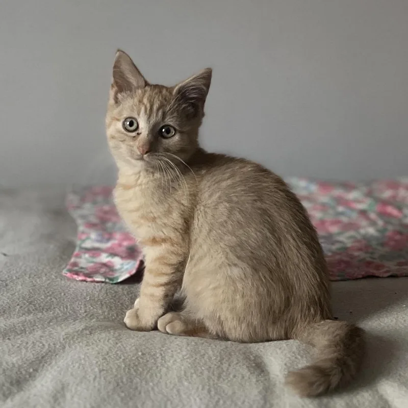 A baby small-sized male Buff / Tan / Fawn Domestic Short Hair cat named Willoughby for adoption in Fairfax, VA