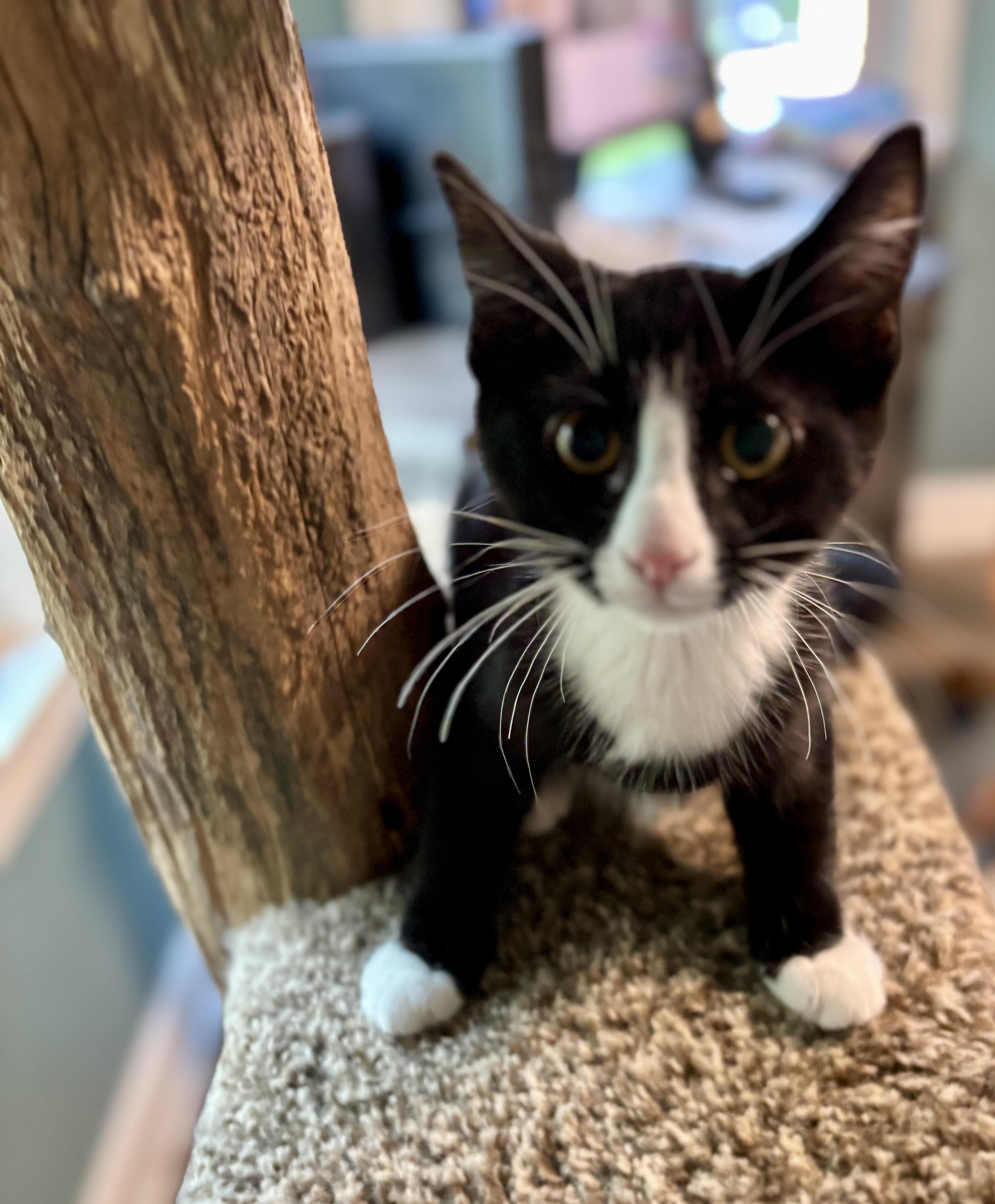 A baby medium-sized female Domestic Short Hair cat named Spice for adoption in Jeffersonville, IN