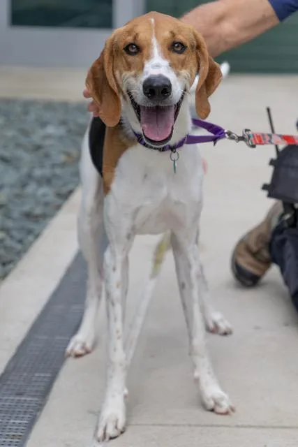 A young medium-sized male Foxhound dog named Pencil for adoption in Leesburg, VA