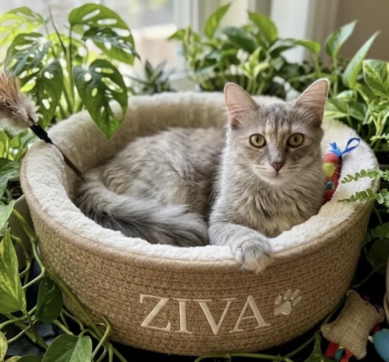A young medium-sized female Domestic Medium Hair cat named Ziva and Noah for adoption in Harvey, LA