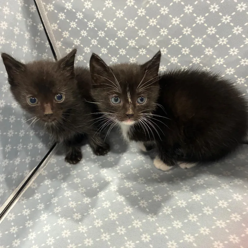 A baby small-sized female Domestic Short Hair cat named Catina for adoption in Richmond Hill, GA