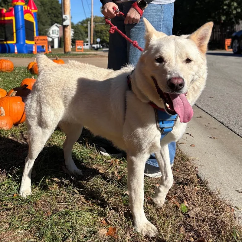 An adult large-sized male White / Cream Siberian Husky dog named Dingo for adoption in Overland Park, KS