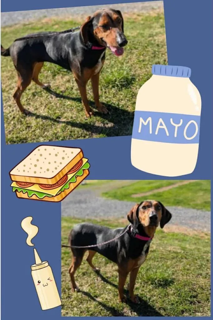 Mayo