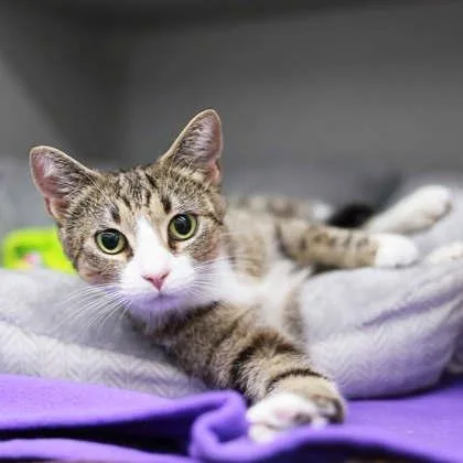 A young small-sized female White Domestic Short Hair cat named Athena for adoption in Atlanta, GA