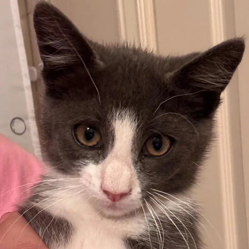 A baby small-sized male Gray / Blue / Silver Domestic Short Hair cat named Gravy for adoption in Layton, UT