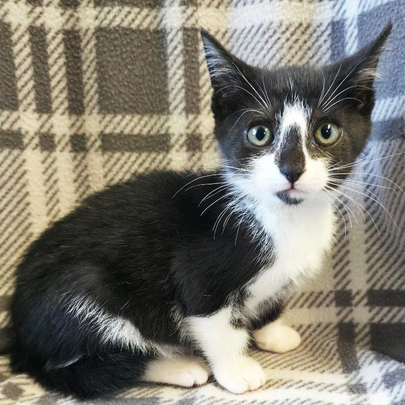 A baby small-sized male Black Domestic Short Hair cat named Yin for adoption in Mount Juliet, TN