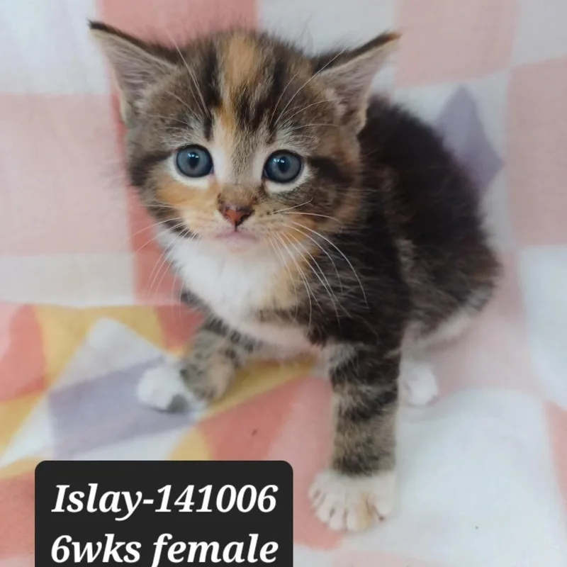 A baby small-sized female Domestic Long Hair cat named Islay for adoption in New Tazewell, TN
