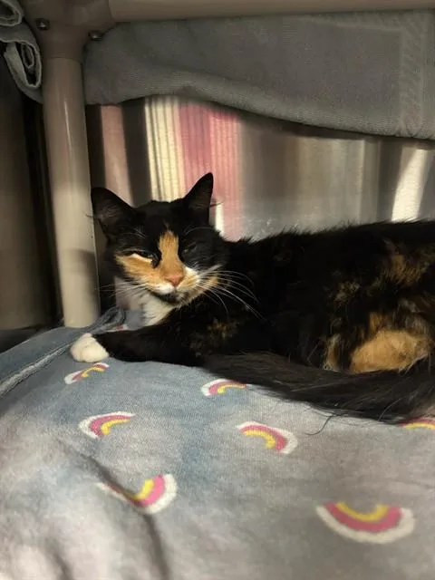 An adult medium-sized female Domestic Medium Hair cat named Scarlet for adoption in Huntsville, AL