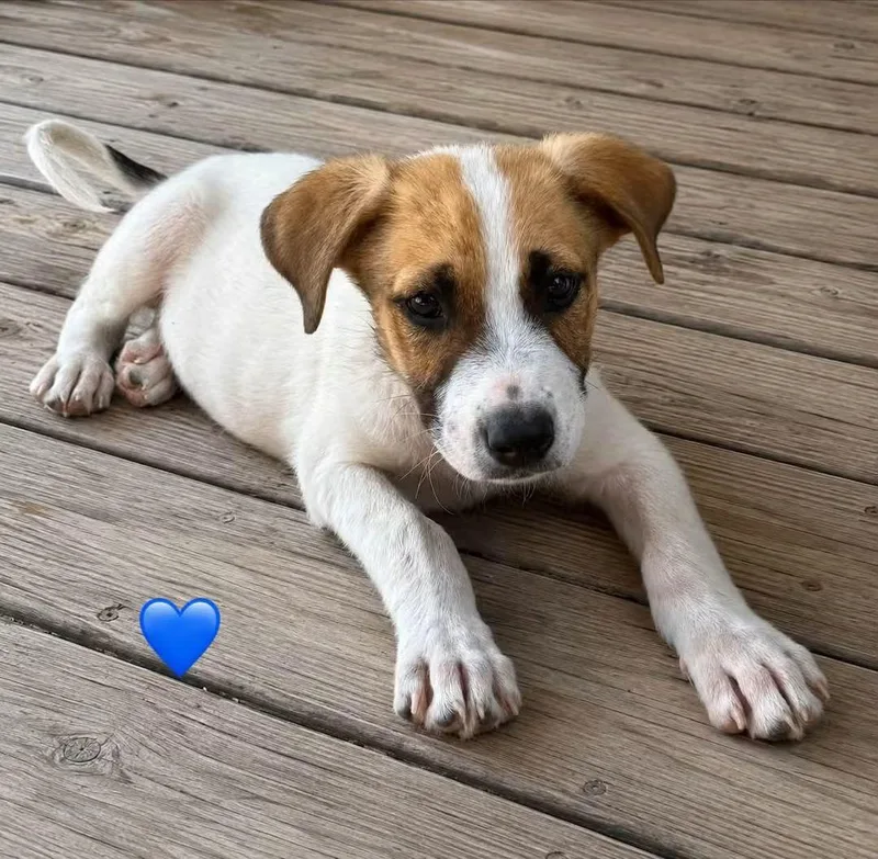 A baby medium-sized male White / Cream German Shepherd Dog dog named Nathan for adoption in Brentwood, CA