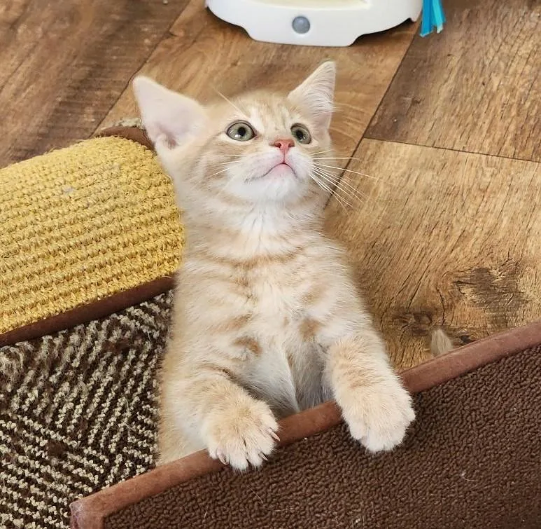 A baby medium-sized male Buff / Tan / Fawn Domestic Short Hair cat named Punch for adoption in Wayne, NJ