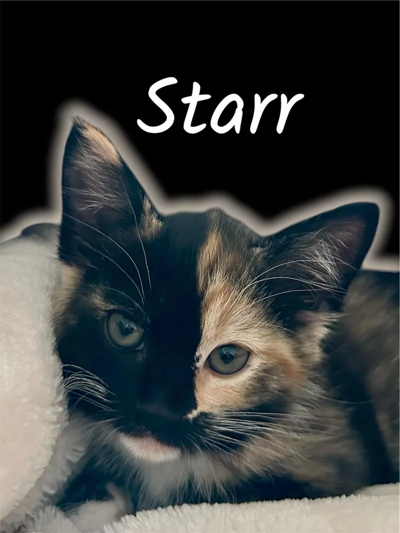 A baby small-sized female Calico Domestic Medium Hair cat named Starr for adoption in Auburn, CA