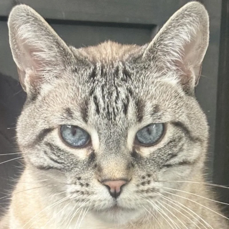 A senior small-sized male Siamese cat named Mr. Paul for adoption in Bountiful, UT