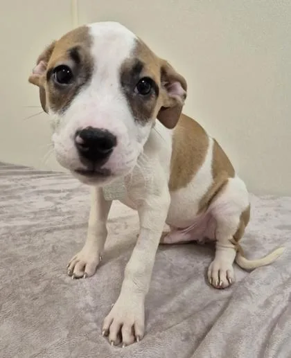 A baby small-sized male Golden Mixed Breed dog named Taffy for adoption in Hamilton, OH